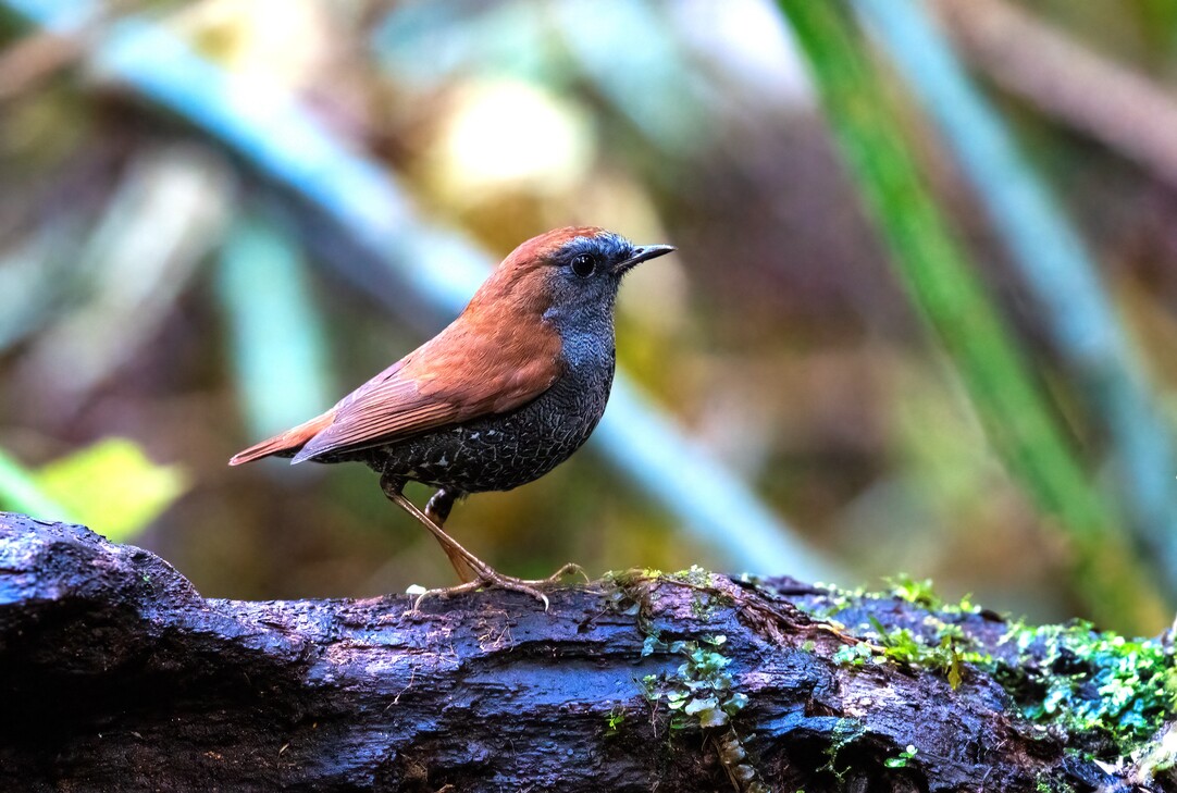 Lần đầu tiên ghi nhận hình ảnh loài chim di cư hiếm bậc nhất Việt Nam